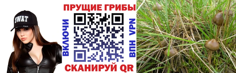Галлюциногенные грибы ЛСД  мега сайт  Хвалынск  магазин  наркотиков 